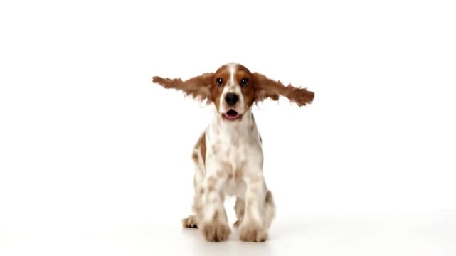 A happy dog, spotted fur, jumps joyfully with open mouth against a plain white background