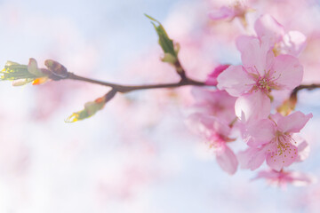 Obraz premium Light Pink Peach Blossoms in Full Bloom in spring 