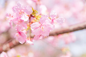 Light Pink Peach Blossoms in Full Bloom in spring 