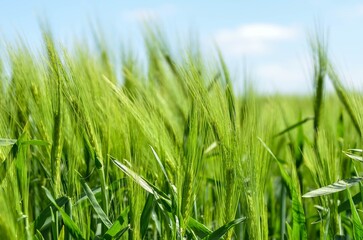 Fototapeta premium green grass in the wind