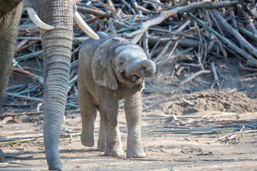 Baby elephant walking beside mother in wildlife setting © Dmytro