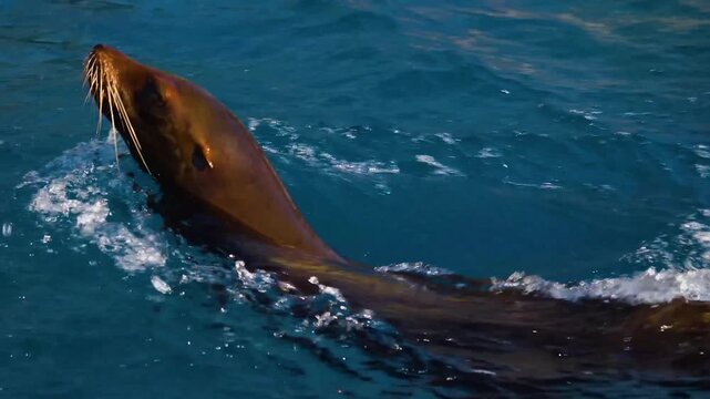 Close up sea lion playing with water while swimming on the surface around on a sunny day