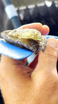 Live juvenile abalone sea snail delicacy moving around, vertical closeup frontal