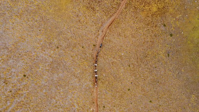 Top down drone shot of donkeys and mules guided by their shepherd on an alpine landscape