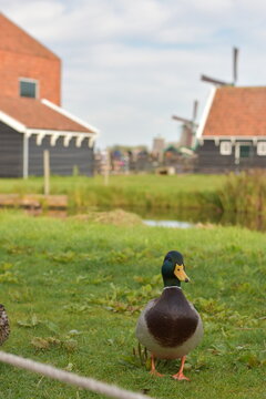 Pato en el campo de holanda