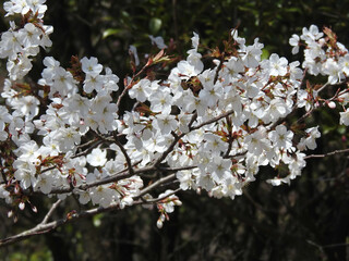 朗らかな乱入者