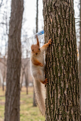 Eurasian red squirrel (Sciurus vulgaris) with a missing ear climbing a tree trunk in a spring park, looking at the camera.