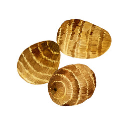 サトイモのセット　野菜の手描き水彩イラスト素材