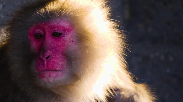 Close up face and head of a female macaque monkey, resting and looking  around on sunny spring day