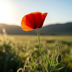 Obraz premium Close-up of a vibrant red poppy flower swaying in a field with mountains in the background at sunset.