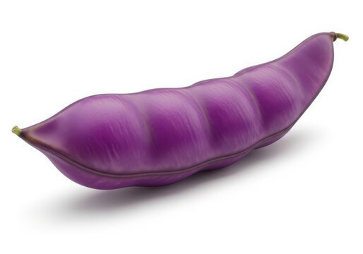 Purple hyacinth bean pod isolated on white background, a vibrant legume
