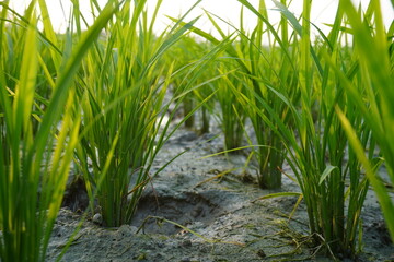 Young Rice Plants in Muddy Paddy Field © Sumita