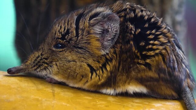 Close up of an elephant shrew head or mouse resting on a tree log and moving his nose watching around

