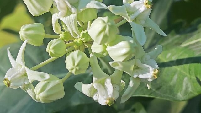 White Calotropis Flowers Moving Softly in the Breeze with Natural Green Background