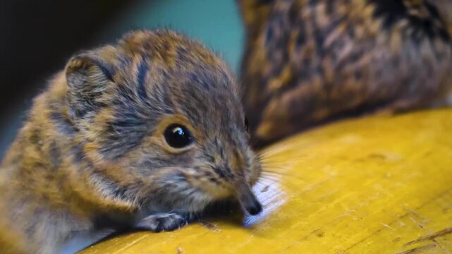 Close up of an elephant shrew head or mouse resting on a tree log and moving his nose watching around
