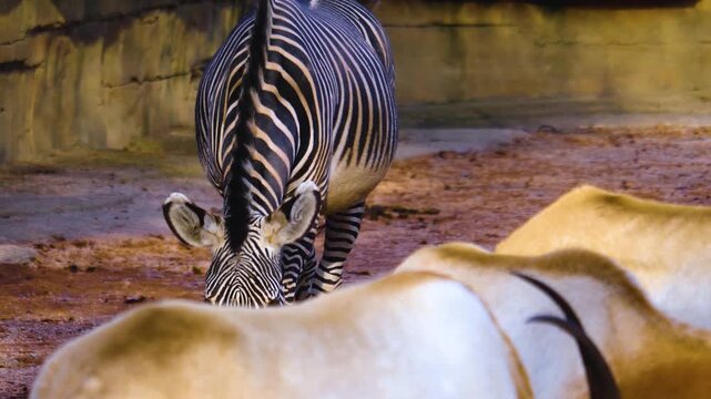 Close up Zebra walking beside oryx antelopes on a sunny summer day