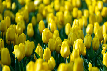 Obraz premium Yellow tulip in full bloom in the field for spring and summer English country cottage garden for perennial and annual plant