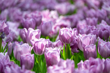Obraz premium Purple tulip in full bloom in the field for spring and summer English country cottage garden for perennial and annual plant