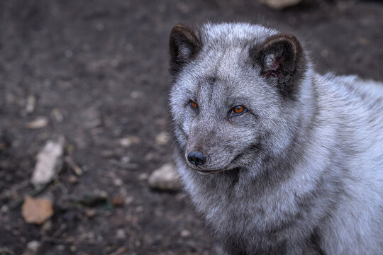 Portrait of an arctic fox