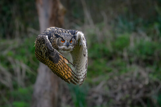 Eagle owl in flight