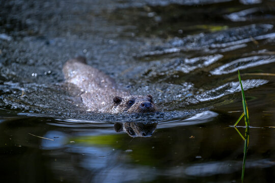 European otter swimming in a lake