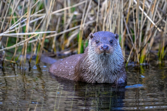 Eurasian otter in a lake
