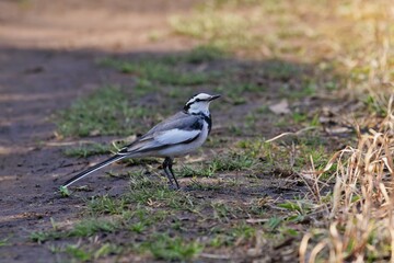 Obraz premium 池のほとりんのセキレイ