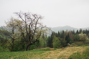 Obraz premium hiking through the picturesque landscapes. Concept: tourism, protection of ecology and the environment, soil pollution and deforestation. Nature reserve walk and fitness eco-trail walk