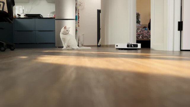 White cat sitting on wooden floor in sunny living room watches robot vacuum cleaner move closer. Pet curiosity towards home cleaning technology device. video footage video footage photography. High