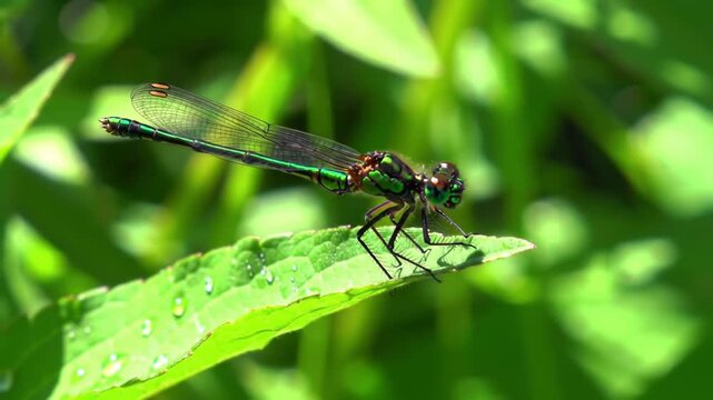 A vibrant, emerald-green damselfly rests on a dew-covered leaf, showcasing delicate wings and a close-up detail of its intricate eyes
