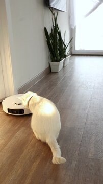 Curious white cat stalking and pouncing on robot vacuum cleaner in modern living room. Playful pet attacking home cleaning robot. Funny animal behavior with technology. video footage video footage 