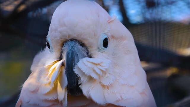 Close up of a pink and white cockatoo head eyes and beak, looking around on a cloudy spring day
