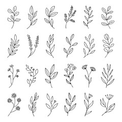 Collection of black and white line of various leaves and plants line leaves botanical