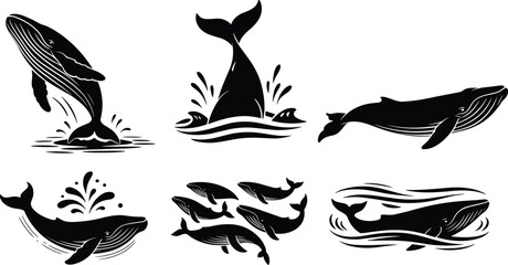 Black whale silhouette collection with breaching and swimming poses, marine mammal vector set isolated on white background for design © Taslima