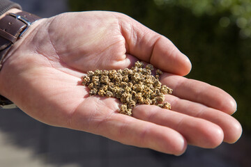 A farmer holds beet seeds in his hand. Close-up view.