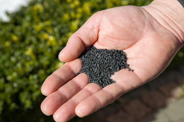 Farmer holding onion seeds in his hand. Close-up view.