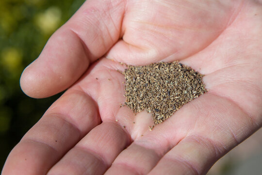 A farmer holds celery seeds in his hand. Close-up