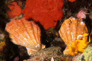 bivalve mollusks, belonging to the scallop family. Pecten aka Chlamys aka Manupecten pesfelis. Sardinia, Italy © antasfoto