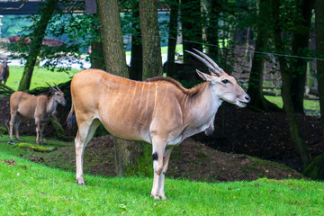 DVUR KRALOVE, CZECH REPUBLIC &mdash; JULY 27, 2025: Two common elands (Taurotragus oryx) standing on muddy ground near a forest at Safari Park Dvur Kralove
