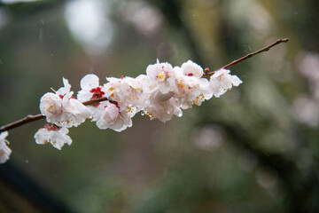 鎌倉26225　英勝寺8　雨天の梅