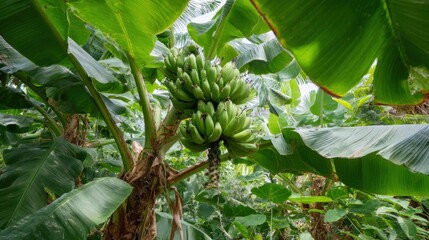 Banana tree bears fruit in its natural home.
