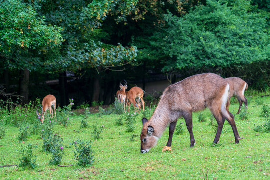 DVUR KRALOVE, CZECH REPUBLIC &mdash; JULY 27, 2025: A female waterbuck (Kobus ellipsiprymnus) grazing on a green meadow with a group of impalas in the background at Safari Park Dvur Kralove