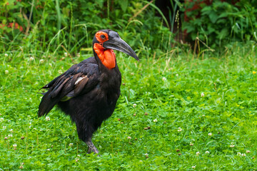 DVUR KRALOVE, CZECH REPUBLIC — JULY 27, 2025: A Southern ground hornbill (Bucorvus leadbeateri) walking on green grass at Safari Park Dvur Kralove © ShapikMedia