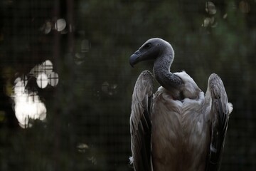 横を向いたコシジロハゲワシのポートレート