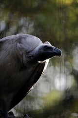 横向きのコシジロハゲワシのポートレート