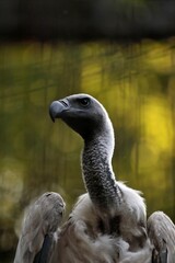 見上げるコシジロハゲワシ