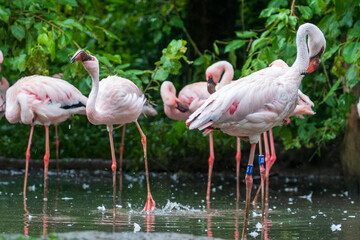 DVUR KRALOVE, CZECH REPUBLIC — JULY 27, 2025: Pink flamingo cleaning its plumage while standing in the water at Safari Park Dvur Kralove © ShapikMedia