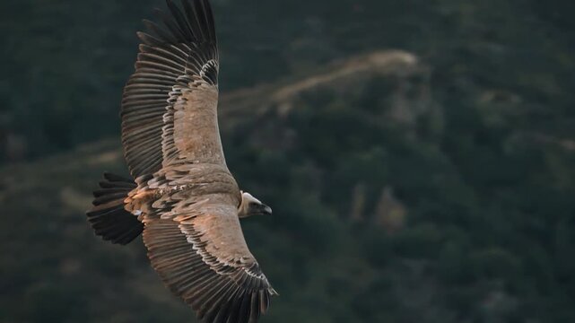Griffon vulture flying with wings spread in slow motion