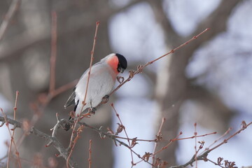木の枝にとまるアカウソ