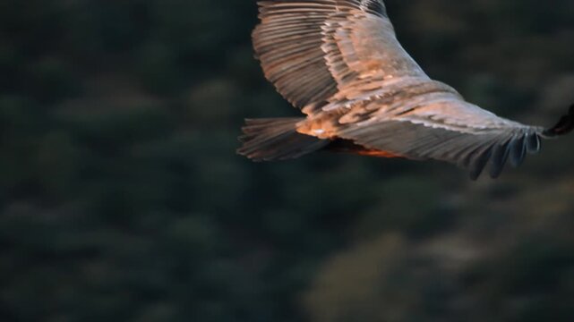 Griffon vulture flying with wings spread in slow motion
